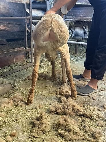 зоопарк бишкек: Сатам | Кочкор (эркек) | Көбөйтүү үчүн | Жасалма жол менен боозутуу — 1