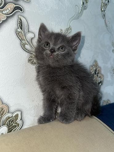 серые котята: 1 месяц, Мальчик, Серый, Приучена к лотку — 2