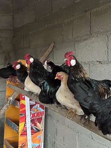 продаю кур несушек: Продаю | Куры, Петух — 2