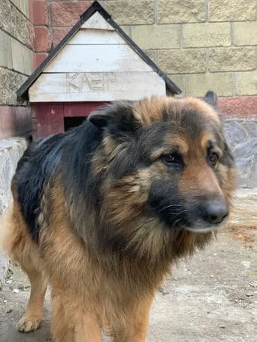 Кемирүүчүлөр: Caucasian Shepherd Dog, 4 жаш, Эркек — 1