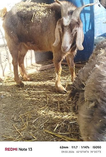 Аквариумы: Продаю | Коза (самка) — 4