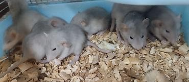 клей для крыс: Продам маленьких крысят голубой окрас. есть и другие расцветки — 3