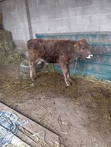 Продаю | Музоо, торпок | На откорм | Привязанные