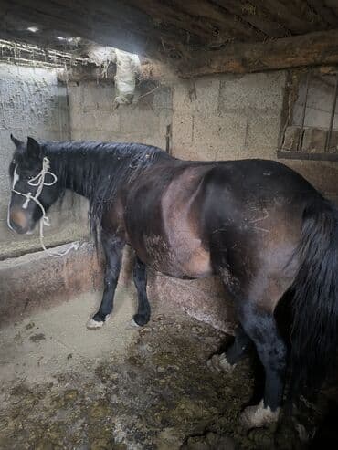 день сяпина: Продаю | Кобыла (самка) | На забой — 2