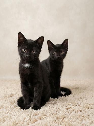 Кошка даром: Бомбейская, 4 месяца, Мальчик, Приучена к лотку — 1