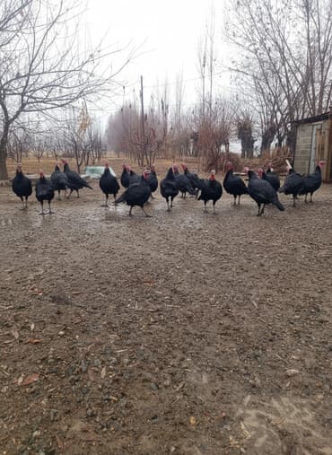 кошка породистая: Продаю | Индюк (самец) | Черный принц | Для разведения | Племенные — 1