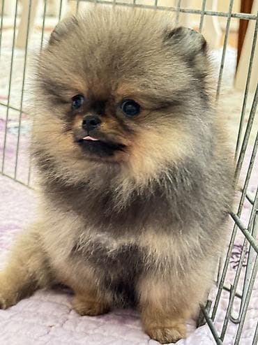 сколько стоит собака шпиц: Шпиц, 3 месяца, Самка, С прививкой — 1