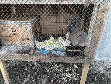 продаю кролик: Срочно Срочно продаю кроликов 
Адрес Аламед рынок
Продаю Продаю Продаю — 4