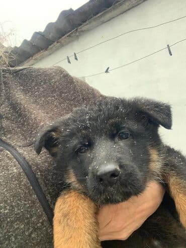 той ырлар 2020 скачать: Продаются щенки немецкой овчарки. Родились в 01.11.25 г. черпачного — 5
