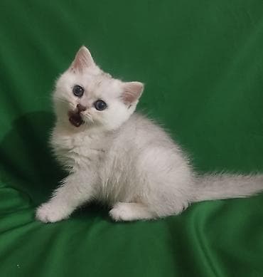 мини такса: Шотландский короткошёрстный котёнококрас серебристая — 5