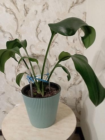 Гүл сатылат at lalafo.kg Гүл сатылат