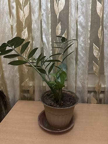 Замиокулькас (долларовое дерево) в горшке - Комнатное