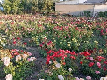 цветы искусственные бишкек: Көчөттөр гүлдүн: Розалар — 1