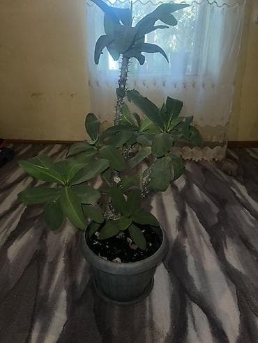 баа: 🪴 Комнатные растения по доступным ценам! 🌿 Цены — от 200 до 800 сом — 2