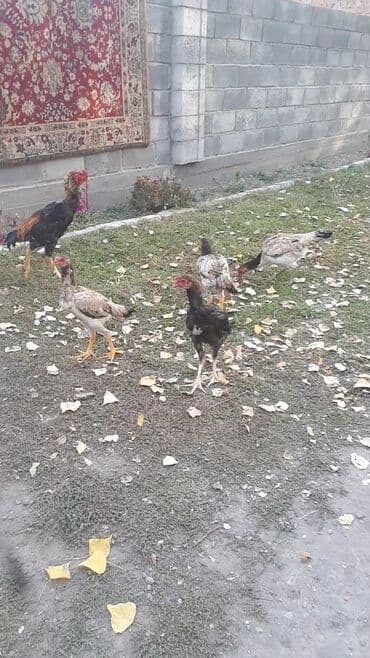 купить кошку бишкек: Птицы — 1