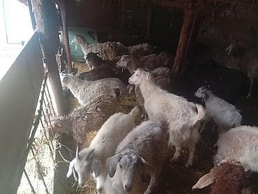 редкие экзотические животные: Продаю | Коза (самка) | Полукровка | Для разведения — 2