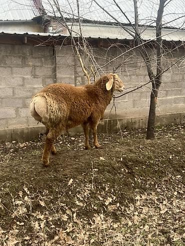 чешская коза: Продаю | Баран (самец) | Арашан | Для разведения — 1