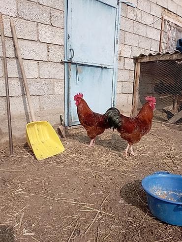 А/ч жаныбарларын сатып алам: Сатам | Тооктор | Көбөйтүү үчүн — 1