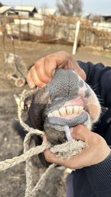 Услуги ветеринара: Продаю | Корова (самка) | Симментальская | Для разведения | Не стельные — 7