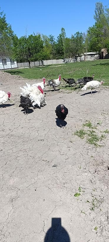 Үй жаныбарлары: Сатам | Ургаачы күрп (ургаачы) — 7