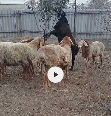 кошка бишкек: Продаю | Баран (самец) | Арашан | Для разведения | Племенные, Осеменитель — 6