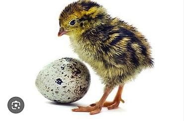 карликовой кури: Продаю перепилят суточные! адрес Бишкек РухийМурас — 2