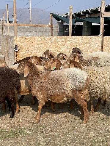 ктрижка овец: Продаю | Овца (самка) | Для разведения | Матка — 5