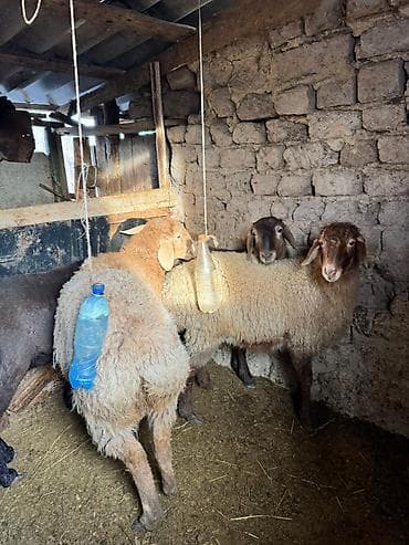 голуби птицы животный: Продаю | Овца (самка) | Для разведения | Ярка — 2