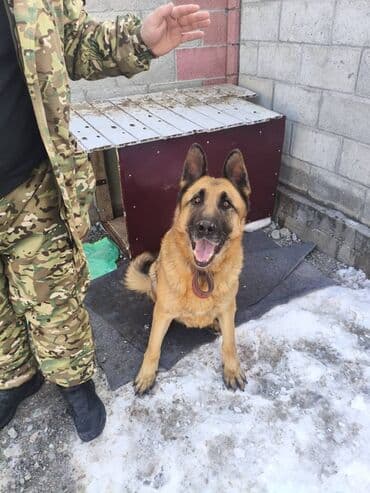 Немецкая овчарка, 4 года, Самец, С прививкой