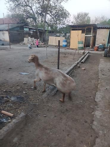 баранина живой: Продаю | Овца (самка) | Для разведения — 4