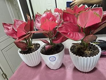 антуриум цветы: Антуриум Андре — комнатное цветущее растение с глянцевыми — 6