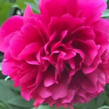 музыкальная игрушка: В продаже пионы. 1 глазок 250 сом, в корне почти все от 3 до 5,6 — 13