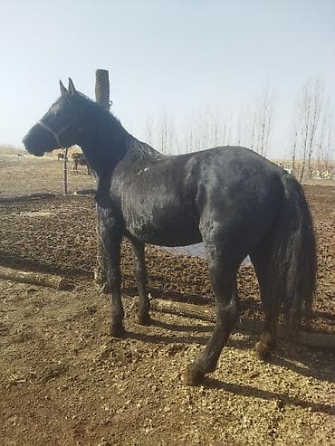 Мышыктар: Сатам | Жылкы (эркек) | Көбөйтүү үчүн | Асыл тукумдуу — 6