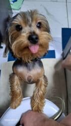 продажа щенков немецкой овчарки с документами в бишкеке: Щенки йоркширского терьера рождены 07.10.25 2 мальчика - — 7