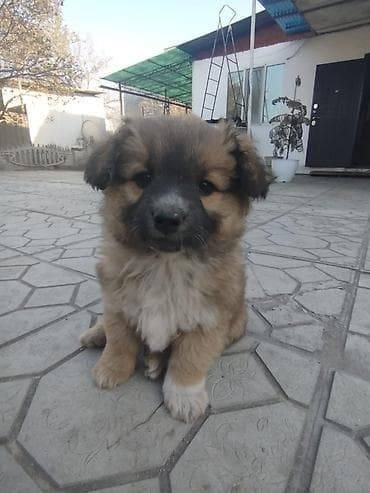 объявления о собаках: Отдадим щенков в добрые руки, будут хорошие охранники. 6 девочек, 2 — 7