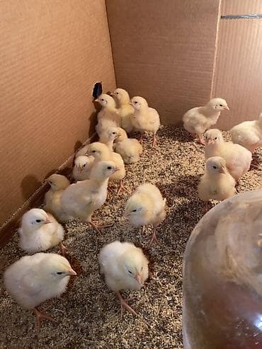 куплю бройлерные цыплята: Продаю | Цыплята | Бройлерная | На забой — 1