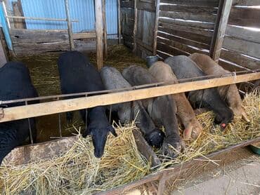 Кошки: Продаю | Ягненок | Гиссарская | На забой — 4