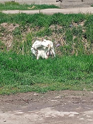 чешская коза: Продаю | Коза (самка) | Для разведения — 2