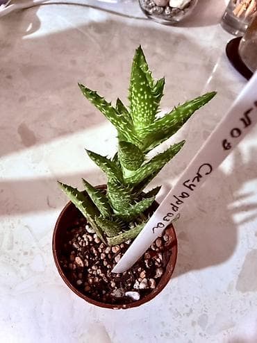 Суккулент алоэ (компактный сорт) - Растение в горшке Ø около 7–8 см - at lalafo.kg Суккулент алоэ (компактный сорт) - Растение в горшке Ø около 7–8 см -