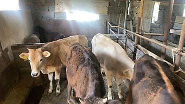 голова корова: Продаю | Музоо, торпок | На откорм — 3