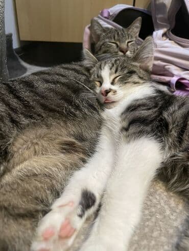 шотландская мраморная кошка: Котята домашние, ласковые и игривые. - Окрас: один полностью чёрный с — 4