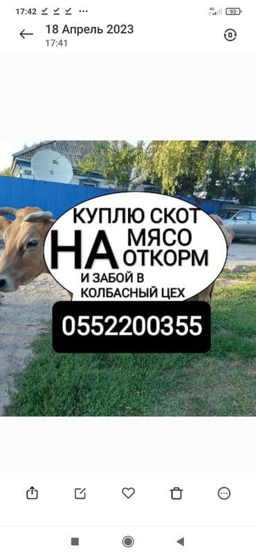 купить измельчитель травы и сена: Куплю | Коровы, быки, Лошади, кони | Круглосуточно, Любое состояние, Забитый — 1