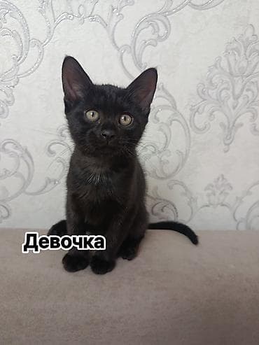 Вязка кошек: Очаровательные котята 3-4 месяцев ищут добрые руки. В наличии есть — 7