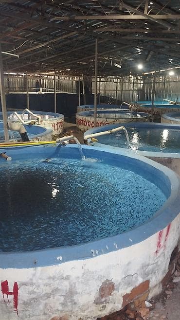 колифорнийские черви: Малек радужный форели Чабактар балыктар 1грам 5грам 10грам 20грамм — 1