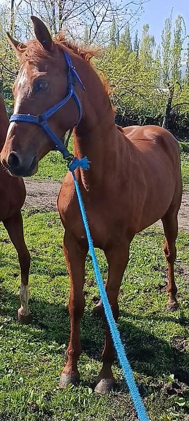 кобыла жеребая: Продаю | Жеребец | Конный спорт — 2