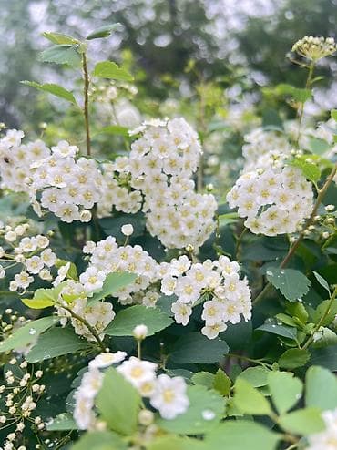 массаж на выезд каракол: Массажист хиджамист кыздар керек в Даба Мед — 4