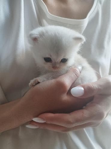 кошки и собаки: 🐾 Открыто бронирование котят шотландской породы 🐾 Предлагаются к — 4