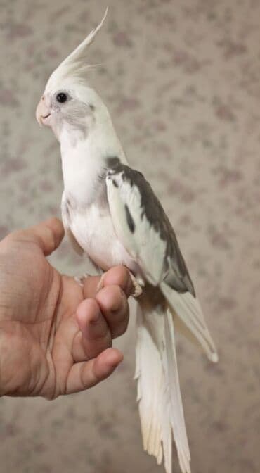 Птицы: Белощекие кареллы хорошо учатся говорить и приручаются к рукам а так — 8