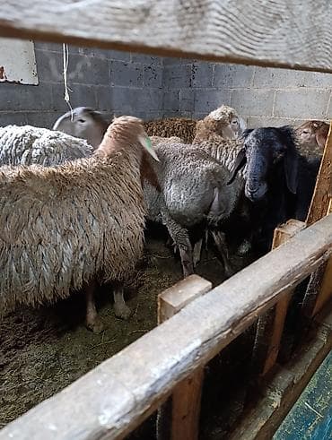 голубая вислоухая кошка: Продаю | Овца (самка) | Для разведения | Осеменитель — 5