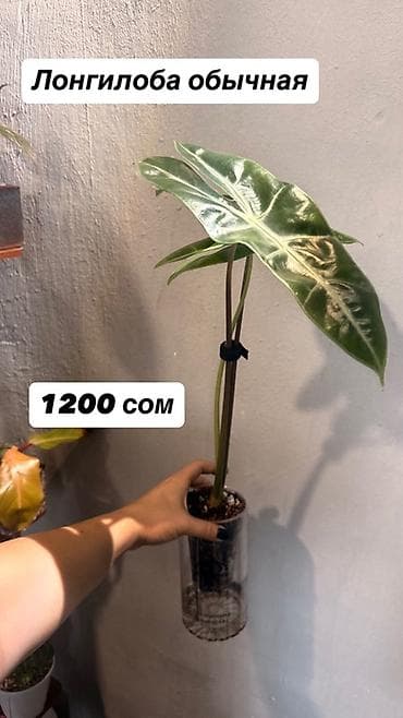 цветы фикус: Комнатные растения в горшках, цены указаны на фото — 8